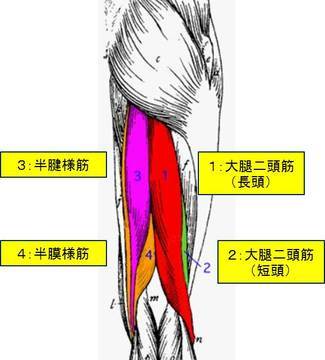 巨人内海投手の怪我の原因 ハムストリングスがつる 話題のニュースを医学的 科学的視点で分析